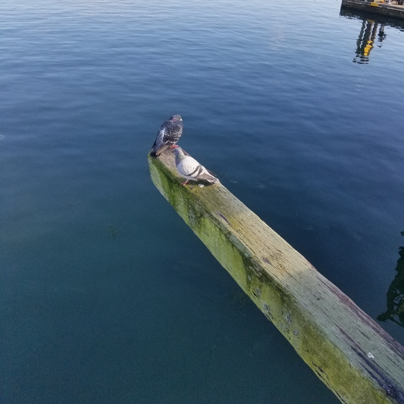 Meet your Posher, Patricia - Picture 2 of 3